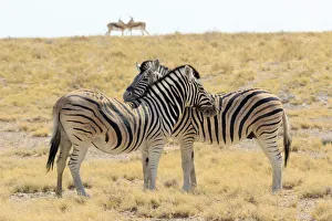 Necking zebras (Equus burchellii) with springboks in background, Etosha National Park Necking zebras (Equus burchellii) with springboks in background, Etosha National Park