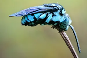 <b class=qtipBold><figcaption>Neon Cuckoo Bee</figcaption></b><br>Insects On Earth, 584687287<br><em>© Donald Jusa</em> Neon Cuckoo Bee
