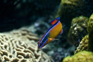 Neon Dottyback -Pseudochromis aldabraensis-, blenny, Gulf of Oman, Oman Neon Dottyback -Pseudochromis aldabraensis-, blenny, Gulf of Oman, Oman