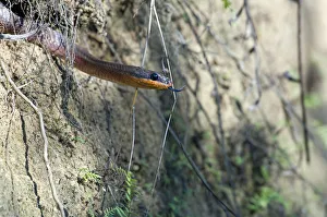 Neotropical Bird Snake or Dos Cocorite -Pseustes poecilonotus-, Dos Brazos, Osa Peninsula Neotropical Bird Snake or Dos Cocorite -Pseustes poecilonotus-, Dos Brazos, Osa Peninsula
