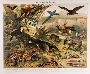 Neotropical Fauna Antique Lithograph 1896 Neotropical Fauna Antique Lithograph 1896