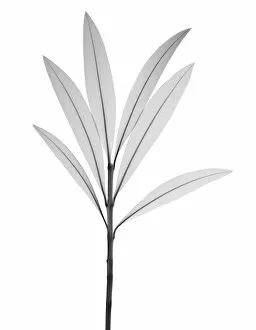 Nerium Gallery: Nerium oleander, X-ray