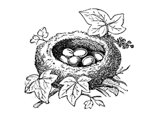 Nest the common firecrest (Regulus ignicapilla) Nest the common firecrest (Regulus ignicapilla)