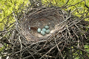 Nest and eggs of the Carrion Crown -Corvus corone corone-, Allgaeu, Bavaria, Germany Nest and eggs of the Carrion Crown -Corvus corone corone-, Allgaeu, Bavaria, Germany