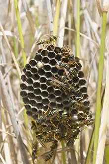 Nest of European Paper Wasp -Polistes dominula-, Tuscany, Italy, Europe Nest of European Paper Wasp -Polistes dominula-, Tuscany, Italy, Europe