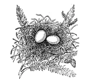 Nest of The European turtle dove (Streptopelia turtur) Nest of The European turtle dove (Streptopelia turtur)
