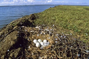 Images Dated 15th June 2003: Nest of a Rough-legged Buzzard -Buteo lagopus-, Taymyr Peninsula, Northern Siberia, Russia, Asia