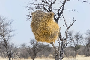Nesting colony of the Sociable Weaver -Philetairus socius- in a tree Nesting colony of the Sociable Weaver -Philetairus socius- in a tree