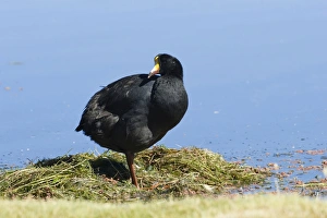 Nesting Giant Coot (Fulica gigantea), Lauca National Park, Arica and Parinacote Region Nesting Giant Coot (Fulica gigantea), Lauca National Park, Arica and Parinacote Region
