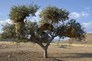 Nests of Sociable Weavers or Social Weavers -Philetairus socius- in a tree, Naukluft Mountains, Hardap Region, Namibia Nests of Sociable Weavers or Social Weavers -Philetairus socius- in a tree, Naukluft Mountains, Hardap Region, Namibia