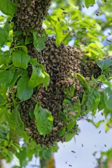 New colony of Honey Bees -Apis mellifera- on the trunk of an apple tree New colony of Honey Bees -Apis mellifera- on the trunk of an apple tree