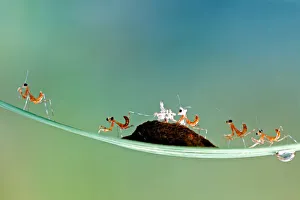 <b class=qtipBold><figcaption>The New Kids</figcaption></b><br>mantid babies playing together<br><em>© Donald Jusa</em> The New Kids