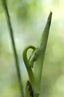 New leaf unfurling, Tandayapa region, Andean cloud forest, Ecuador, South America New leaf unfurling, Tandayapa region, Andean cloud forest, Ecuador, South America