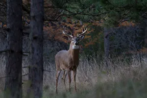 <b class=qtipBold><figcaption>New White-tailed buck</figcaption></b><br><em>© JIm Cumming</em> New White-tailed buck