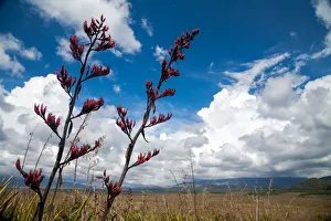 New Zealand flax lily in bloom in Tongariro National Park New Zealand flax lily in bloom in Tongariro National Park