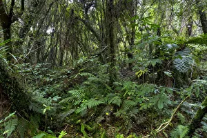 New Zealand jungle with Silver Ferns -Cyathea dealbata-, Ruatapu, West Coast Region New Zealand jungle with Silver Ferns -Cyathea dealbata-, Ruatapu, West Coast Region