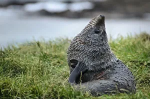 New Zealand sea lion -Phocarctos hookeri- pup, lying on grass, scratching with flipper New Zealand sea lion -Phocarctos hookeri- pup, lying on grass, scratching with flipper