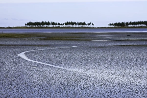 New Zealand, South Island, Golden Bay, mud flats at low tide New Zealand, South Island, Golden Bay, mud flats at low tide