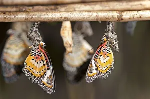 Newly emerged butterflies of the genus Cethosia, Siem Reap, Cambodia, Southeast Asia, Asia Newly emerged butterflies of the genus Cethosia, Siem Reap, Cambodia, Southeast Asia, Asia