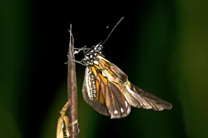 Newly hatched butterfly of a Heliconius species, unfolding its wings Newly hatched butterfly of a Heliconius species, unfolding its wings