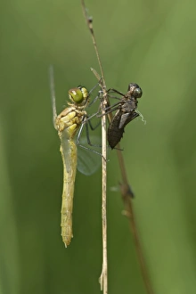 Newly hatched Spotted Darter -Sympetrum depessiusculum- with exuvia, Canton of Geneva, Switzerland Newly hatched Spotted Darter -Sympetrum depessiusculum- with exuvia, Canton of Geneva, Switzerland