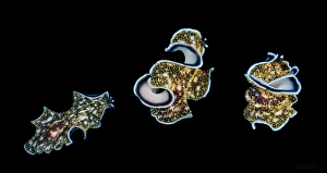 <b class=qtipBold><figcaption>Night dance</figcaption></b><br>Flat worm dancing at night.Underwater close-up. Philippines<br><em>© Andrey Narchuk</em> Night dance