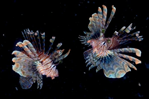 <b class=qtipBold><figcaption>Night dance</figcaption></b><br>Pair of lionfish at night hunt.<br><em>© ANdrey Narchuk</em> Night dance
