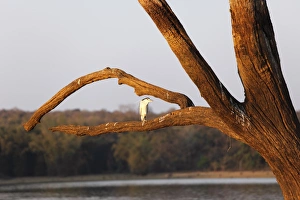 Night heron -Nycticorax nycticorax- on skeleton tree in the reservoir, Kabini Reservoir Night heron -Nycticorax nycticorax- on skeleton tree in the reservoir, Kabini Reservoir