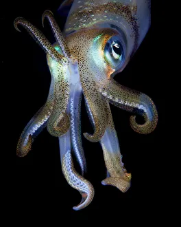 <b class=qtipBold><figcaption>night observer</figcaption></b><br>Portrait of Reef squid underwater.<br><em>© Andrey Narchuk</em> night observer