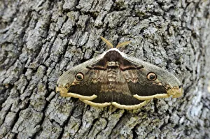 Night Peacock Eye -Saturnia-, resting on tree bark Night Peacock Eye -Saturnia-, resting on tree bark
