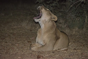 Night scene, lioness -Panthera leo- yawning, Namibia Night scene, lioness -Panthera leo- yawning, Namibia