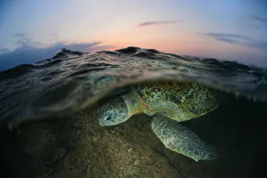 <b class=qtipBold><figcaption>Night swim</figcaption></b><br>Green sea turtle near the bank of Sri-Lanka. Sunset.<br><em>© Andrey Narchuk</em> Night swim