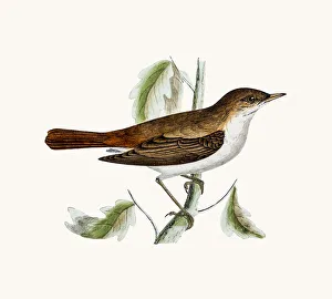 <b class=qtipBold><figcaption>Nightingale bird</figcaption></b><br>A photograph of an original hand-colored engraving from The History of British Birds by Morris published in 1853-1891.<br><em>© mashuk</em> Nightingale bird