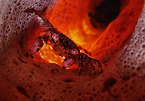 <b class=qtipBold><figcaption>Nightmare</figcaption></b><br>Lembeh strait. North Sulawesi. Underwater. Night dive.Crab in red sponge. Light through the sponge.<br><em>© Andrey Narchuk</em> Nightmare