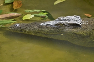 Nile crocodile or common crocodile -Crocodylus niloticus-, A Limbe, Carmoon, Central Africa, Africa Nile crocodile or common crocodile -Crocodylus niloticus-, A Limbe, Carmoon, Central Africa, Africa