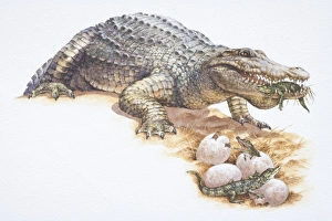 Nile Crocodile, Crocodlyus niloticus, caring for newly-hatched young, holdling one small hatchling in her mouth Nile Crocodile, Crocodlyus niloticus, caring for newly-hatched young, holdling one small hatchling in her mouth