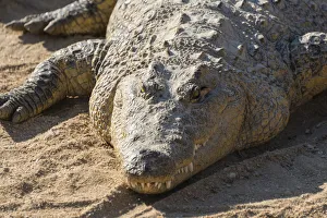 Otjiwarongo Gallery: Nile Crocodile -Crocodylus niloticus-, crocodile farm, Otjiwarongo, Namibia