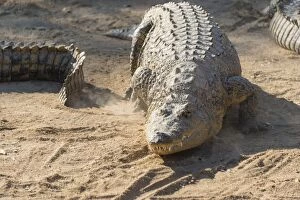 Otjiwarongo Gallery: Nile Crocodile -Crocodylus niloticus-, crocodile farm, Otjiwarongo, Namibia