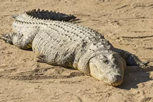 Otjiwarongo Gallery: Nile Crocodile -Crocodylus niloticus-, crocodile farm, Otjiwarongo, Namibia