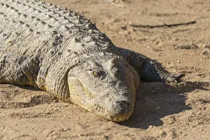Otjiwarongo Gallery: Nile Crocodile -Crocodylus niloticus-, crocodile farm, Otjiwarongo, Namibia