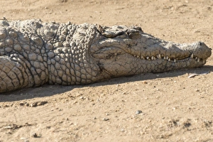 Otjiwarongo Gallery: Nile Crocodile -Crocodylus niloticus-, crocodile farm, Otjiwarongo, Namibia