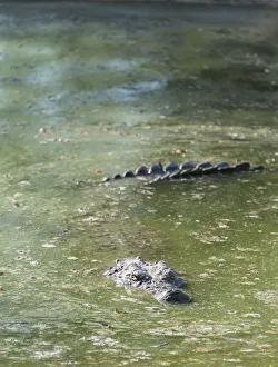 Otjiwarongo Gallery: Nile Crocodile -Crocodylus niloticus-, crocodile ranch, Otjiwarongo, Namibia