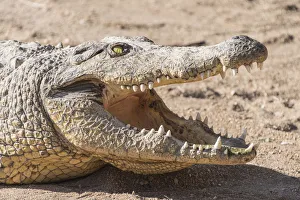 Otjiwarongo Gallery: Nile Crocodile -Crocodylus niloticus-, Otjiwarongo Crocodile Ranch, Otjiwarongo, Namibia