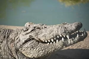 Otjiwarongo Gallery: Nile Crocodile -Crocodylus niloticus-, Otjiwarongo Crocodile Ranch, Otjiwarongo, Namibia