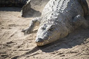 Otjiwarongo Gallery: Nile Crocodile -Crocodylus niloticus-, Otjiwarongo Crocodile Ranch, Otjiwarongo, Namibia