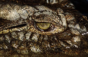 Images Dated 7th December 2005: Nile crocodile (Crocodylus niloticus), close-up of eye