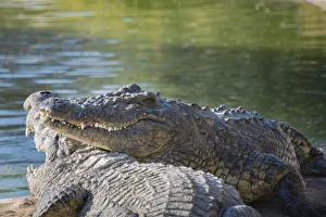 Otjiwarongo Gallery: Nile Crocodiles -Crocodylus niloticus-, crocodile farm, Otjiwarongo, Namibia