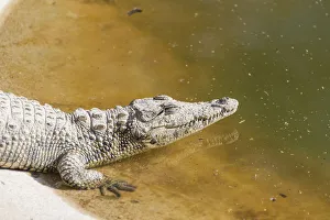 Otjiwarongo Gallery: Nile Crocodiles -Crocodylus niloticus-, crocodile ranch, Otjiwarongo, Namibia
