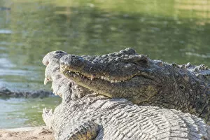 Otjiwarongo Gallery: Nile Crocodiles -Crocodylus niloticus-, crocodile ranch, Otjiwarongo, Namibia