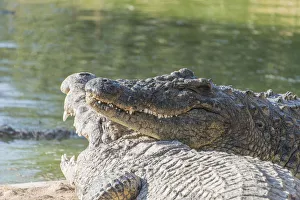Otjiwarongo Gallery: Nile Crocodiles -Crocodylus niloticus-, crocodile ranch, Otjiwarongo, Namibia